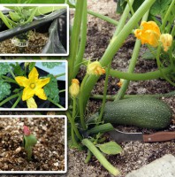 /album/hibridacion-artificial/cultivo-de-calabaza-1-jpg/