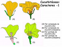 /album/hibridacion-artificial/flor-jpg/